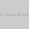Rat Anti-Bovine Type I Collagen IgG Antibody Assay Kit, TMB